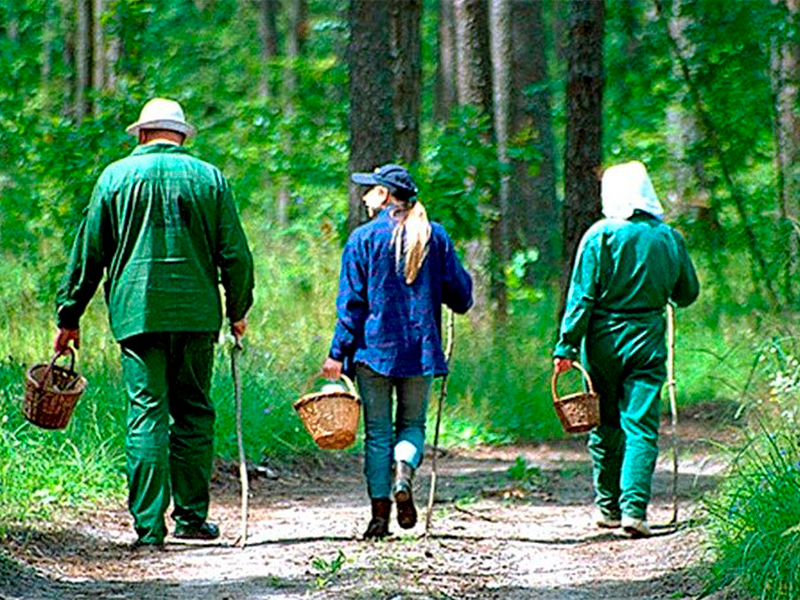 Необходимые меры предосторожности при походе в лесопосадки, колки.