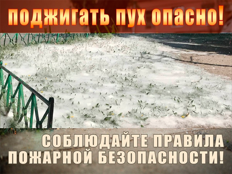 Осторожно! Тополиный пух. Осторожно! Тополиный пух.